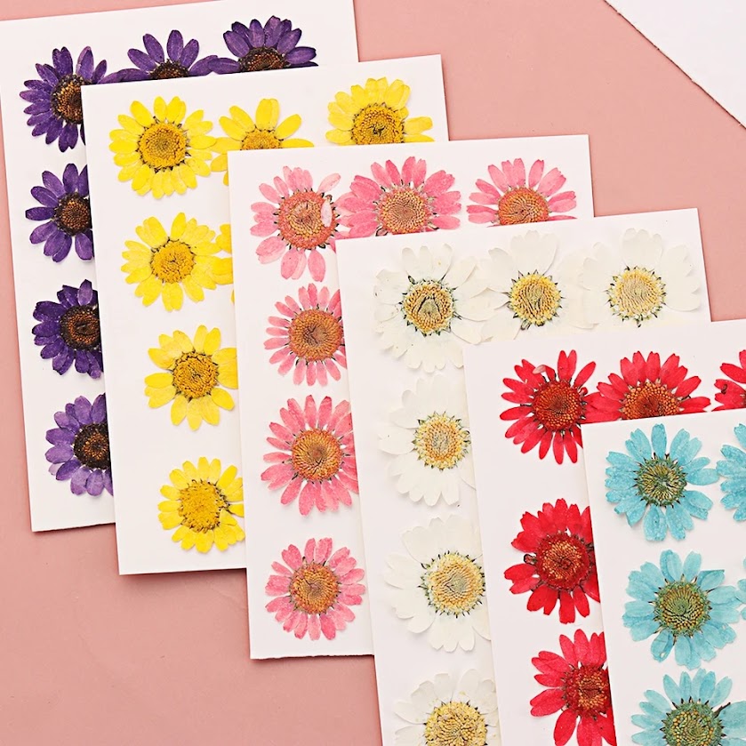 12 Pcs Real Natural Dried Pressed DaisiesFlowers – Colorful Real Flowers (pack of 12 Pcs)