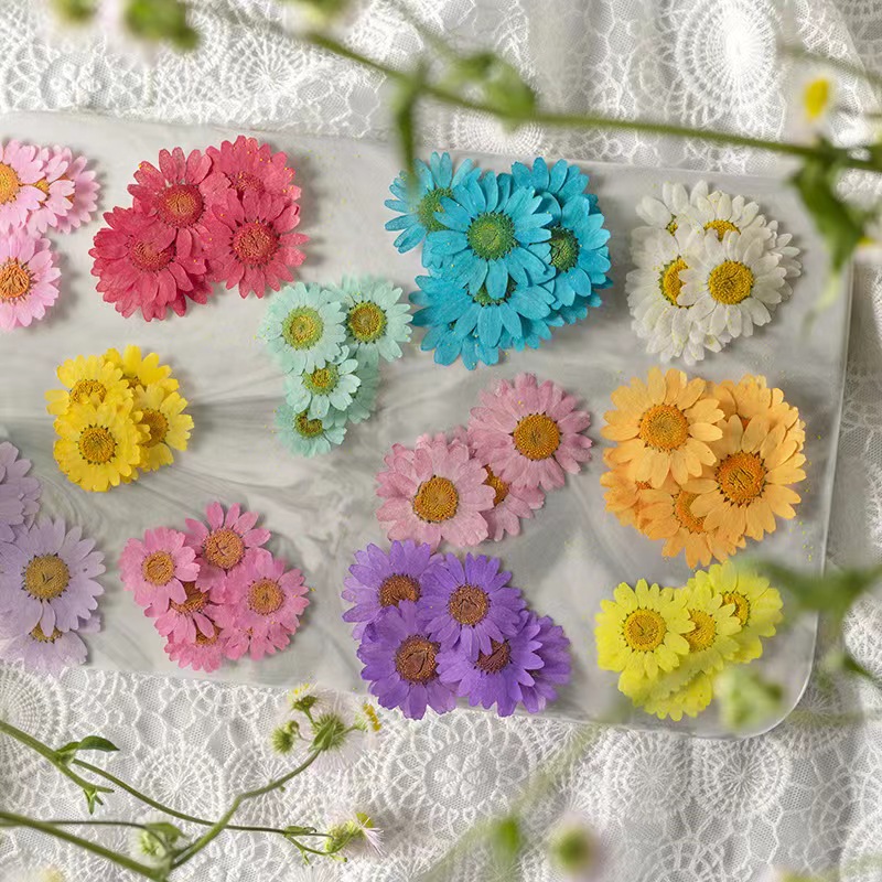 Dried Pressed Flowers – Colorful Real Flowers (pack of 12 Pcs) - Image 17