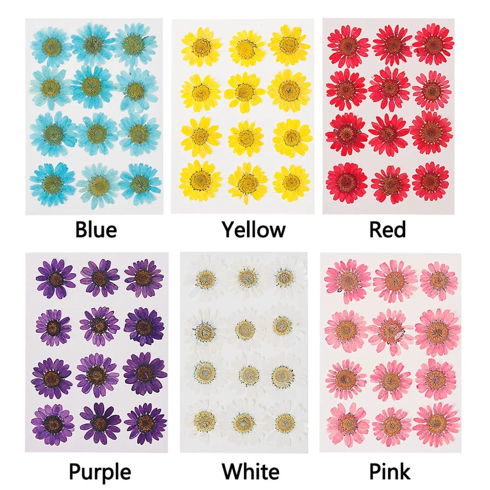Dried Pressed Flowers – Colorful Real Flowers (pack of 12 Pcs) - Image 18