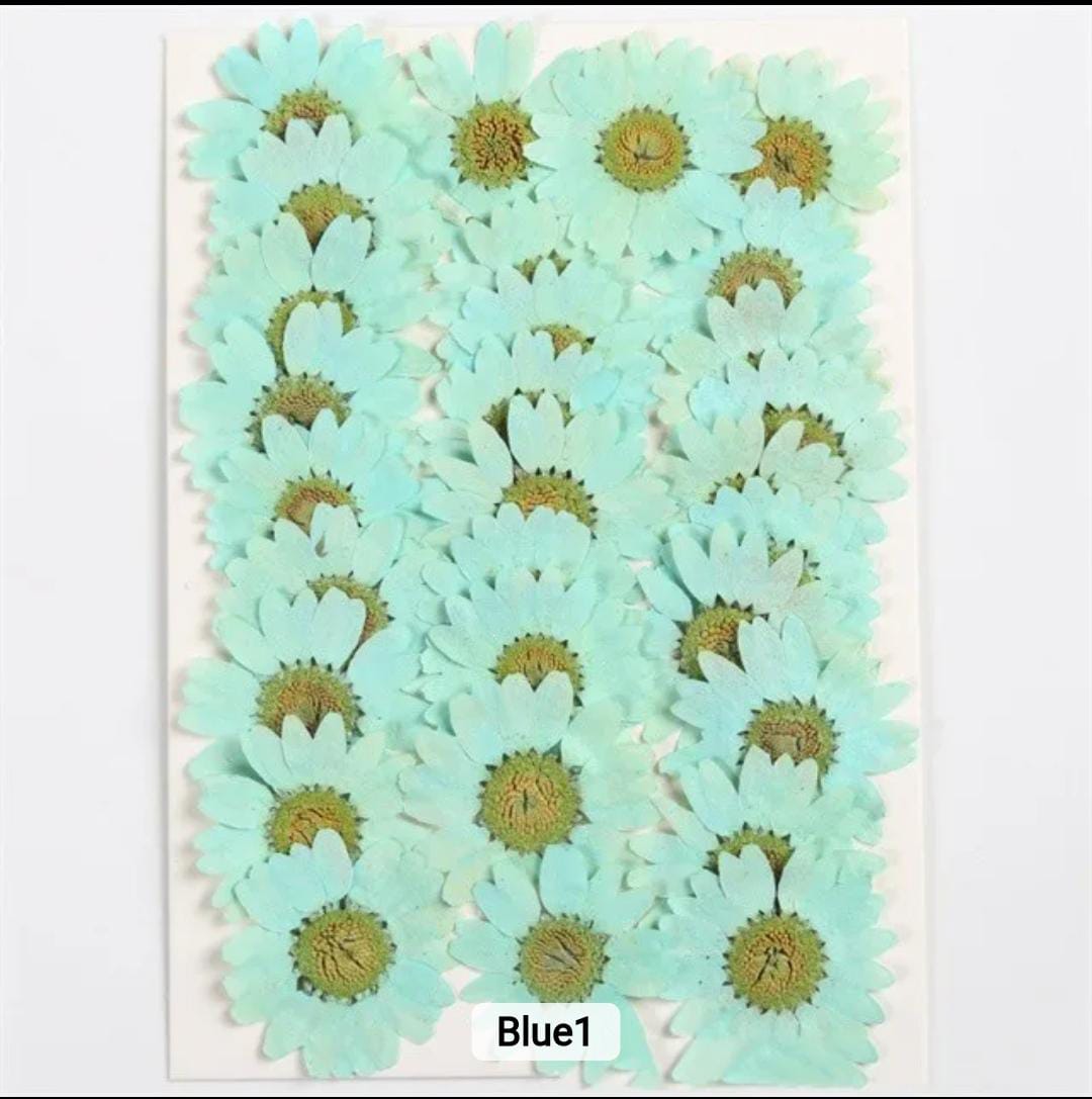 Dried Pressed Flowers – Colorful Real Flowers (pack of 12 Pcs) - Image 16