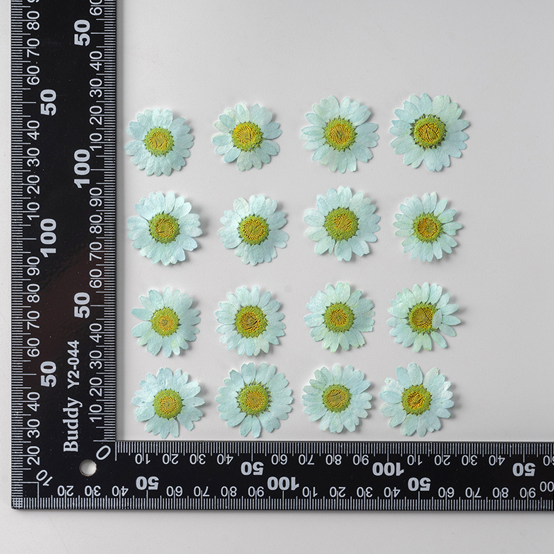 Dried Pressed Flowers – Colorful Real Flowers (pack of 12 Pcs) - Image 15