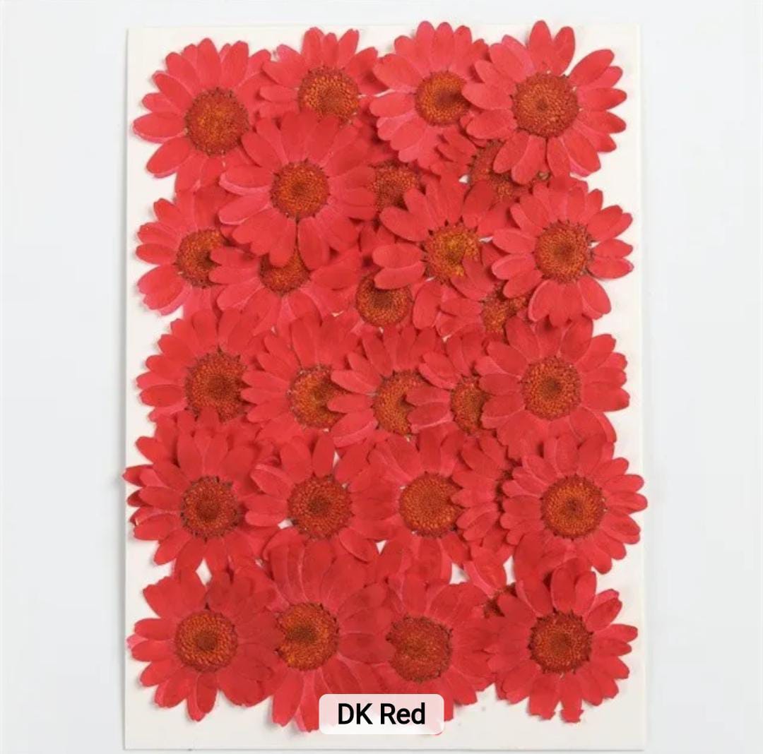 Dried Pressed Flowers – Colorful Real Flowers (pack of 12 Pcs) - Image 10