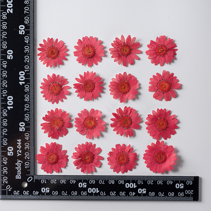Dried Pressed Flowers – Colorful Real Flowers (pack of 12 Pcs) - Image 9