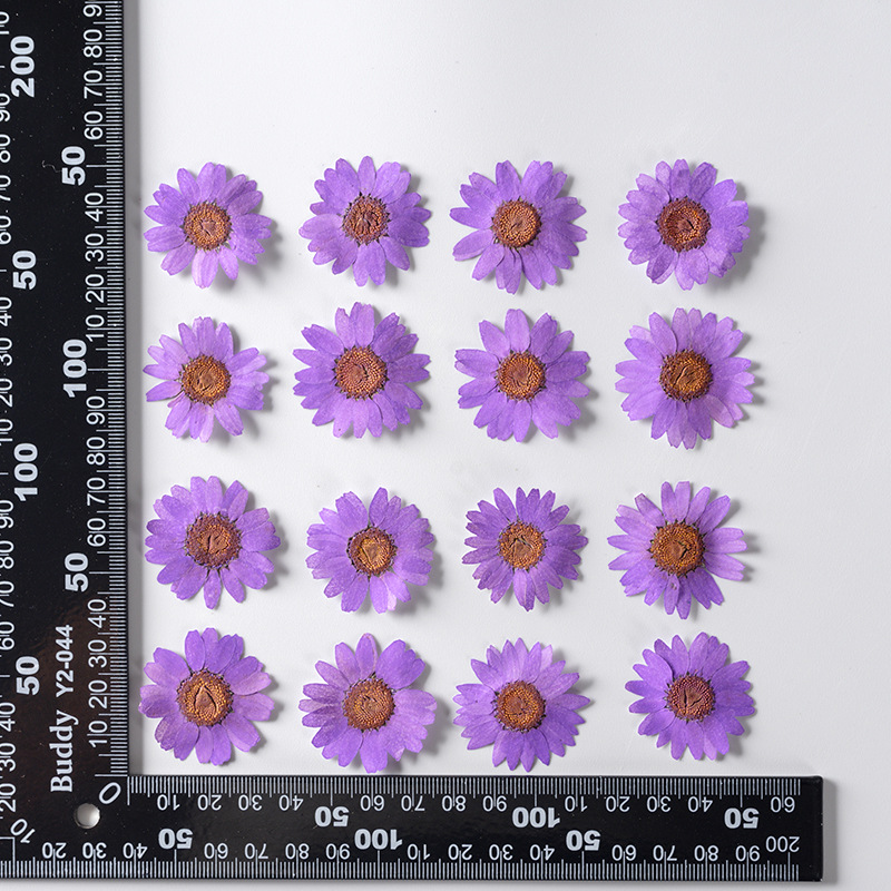 Dried Pressed Flowers – Colorful Real Flowers (pack of 12 Pcs) - Image 11
