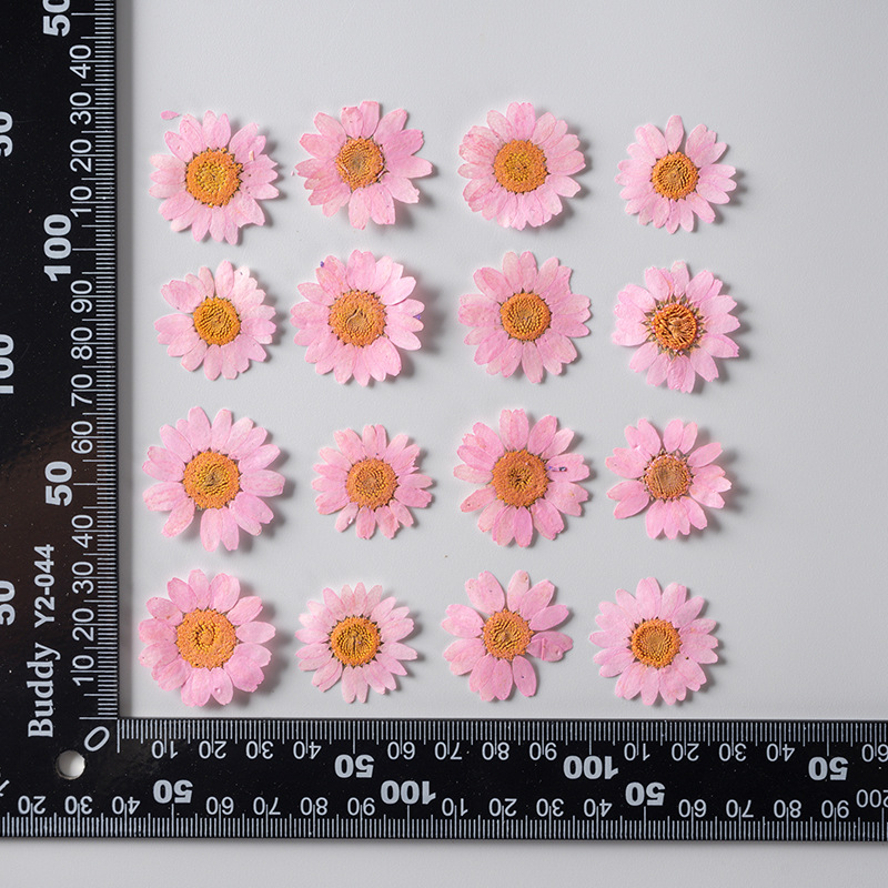Dried Pressed Flowers – Colorful Real Flowers (pack of 12 Pcs) - Image 7