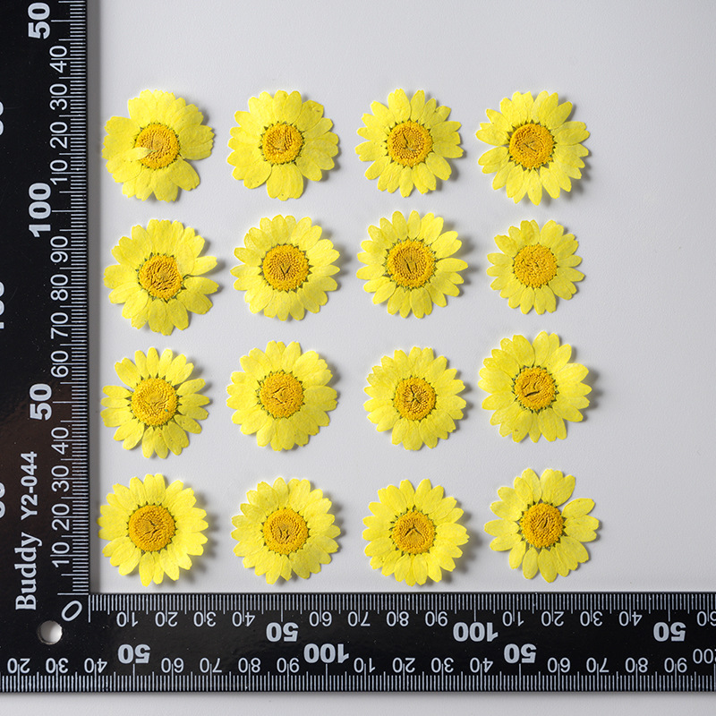 Dried Pressed Flowers – Colorful Real Flowers (pack of 12 Pcs) - Image 3