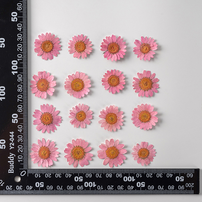 Dried Pressed Flowers – Colorful Real Flowers (pack of 12 Pcs) - Image 5
