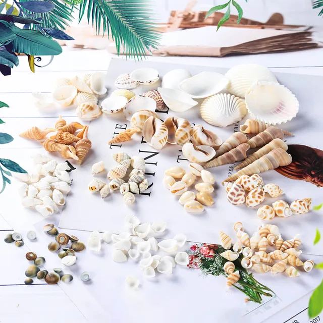 Mixed Ocean Seashells