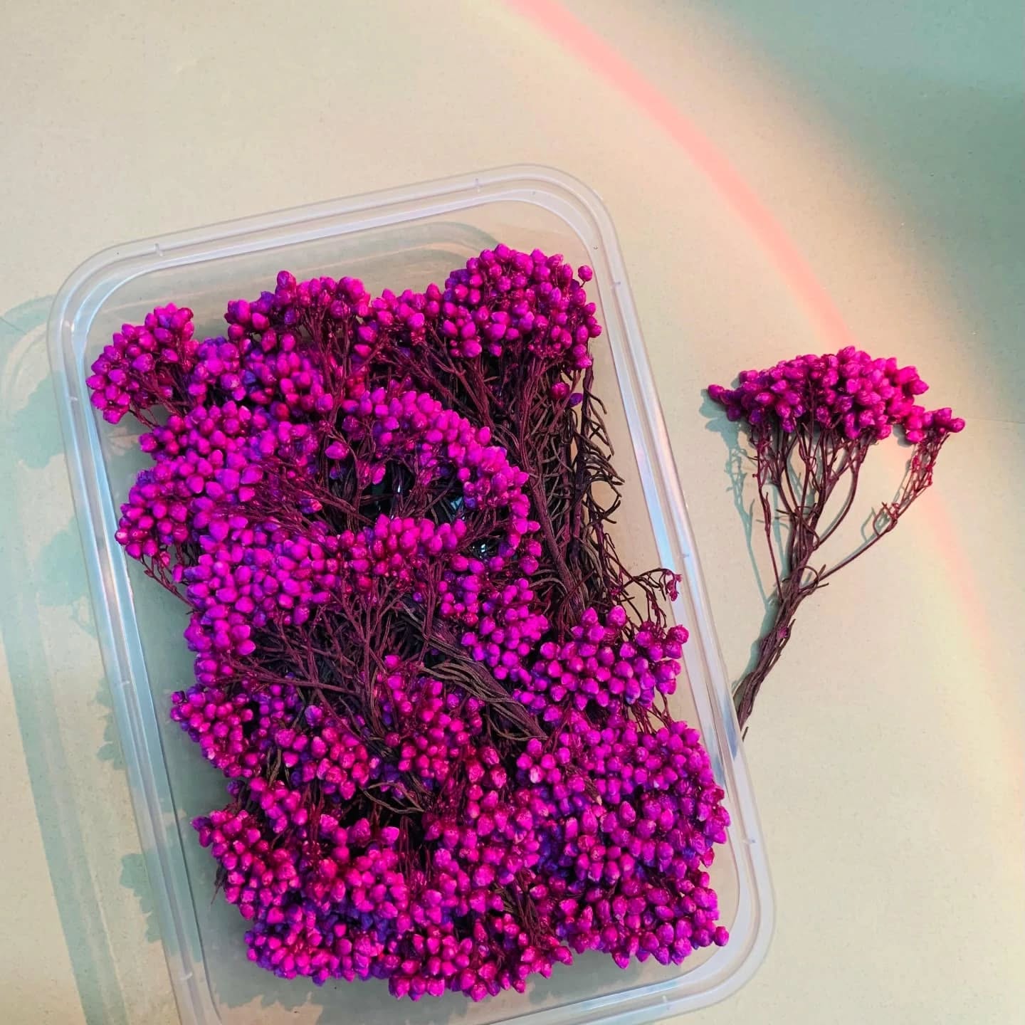 πΈ Preserved Baby Breath Flowers β Colorful Dried Floral Filler (30gm) - Image 5