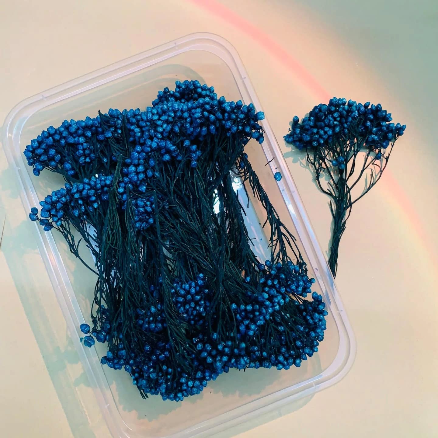 πΈ Preserved Baby Breath Flowers β Colorful Dried Floral Filler (30gm) - Image 3