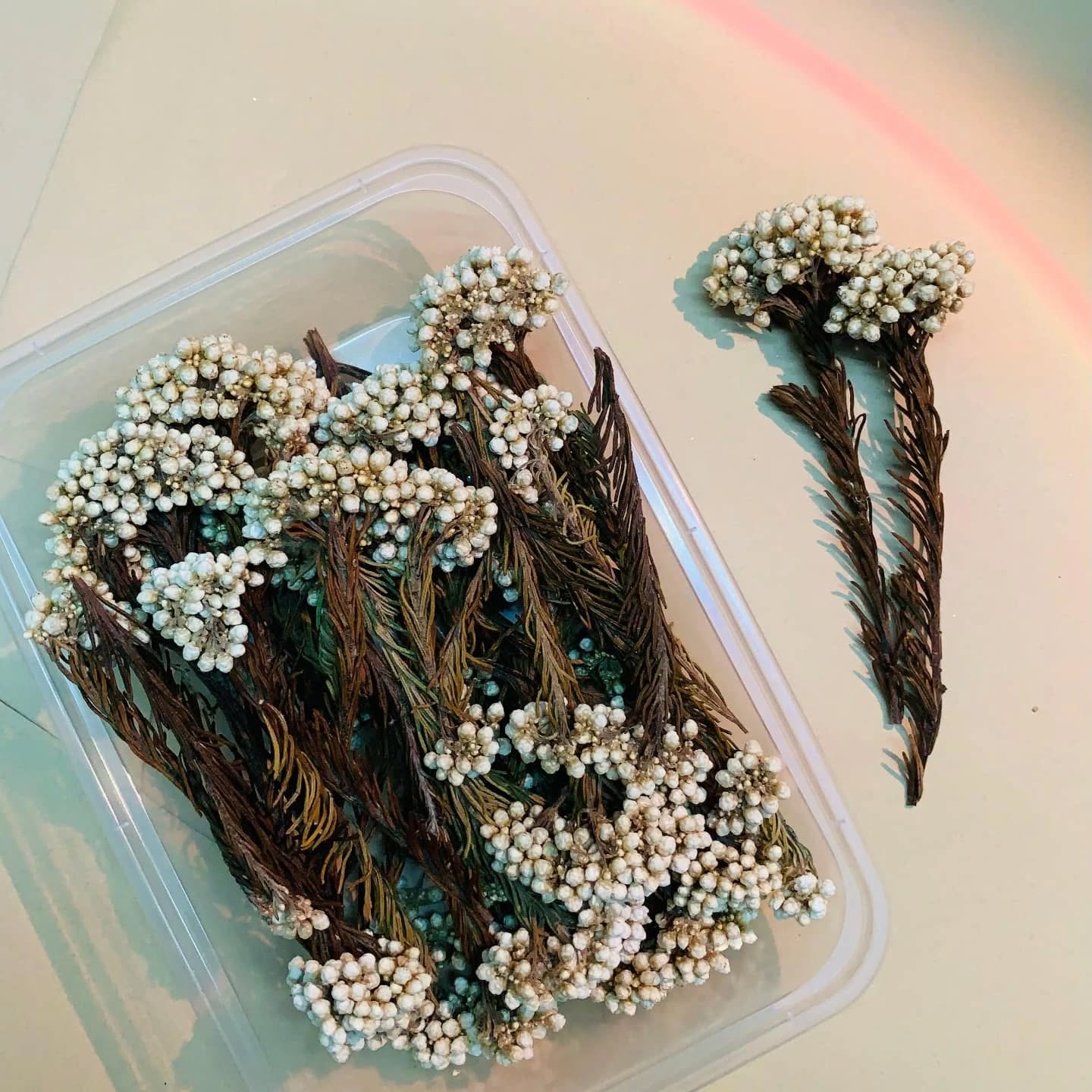 πΈ Preserved Baby Breath Flowers β Colorful Dried Floral Filler (30gm) - Image 4