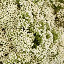 πΈ Preserved Baby Breath Flowers β Colorful Dried Floral Filler (30gm) - Image 2