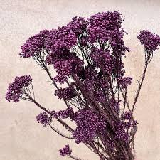πΈ Preserved Baby Breath Flowers β Colorful Dried Floral Filler (30gm) - Image 6