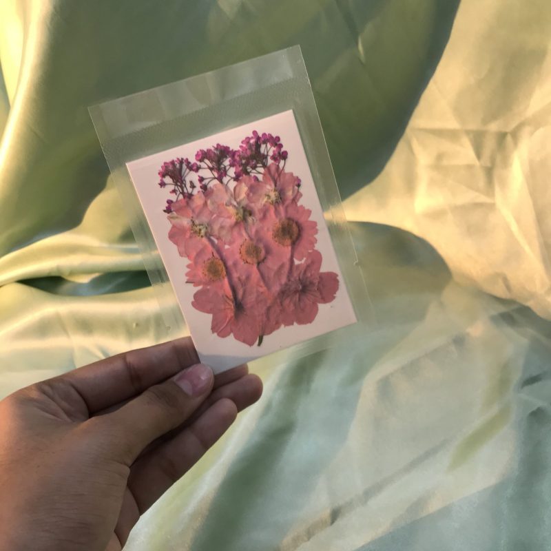 Pressed Dried Flowers