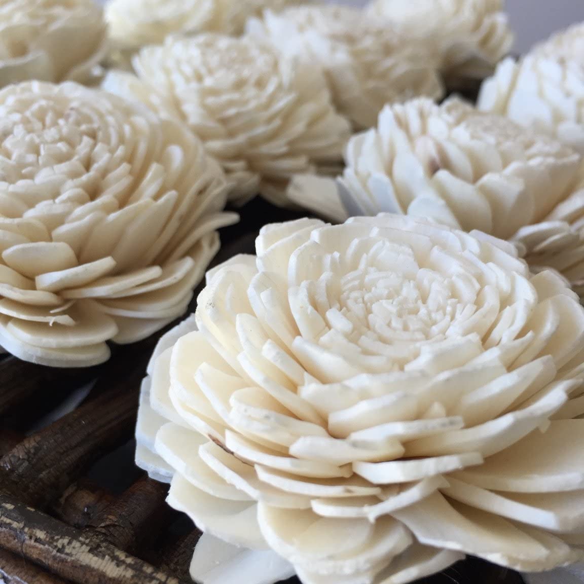 Dried Sola  Wood Flower ( 1 pc)